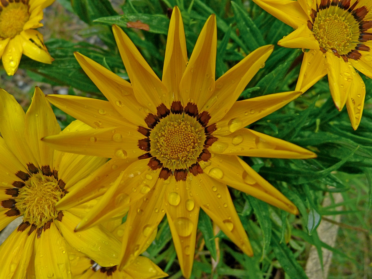 flowers coreopsis macro free photo