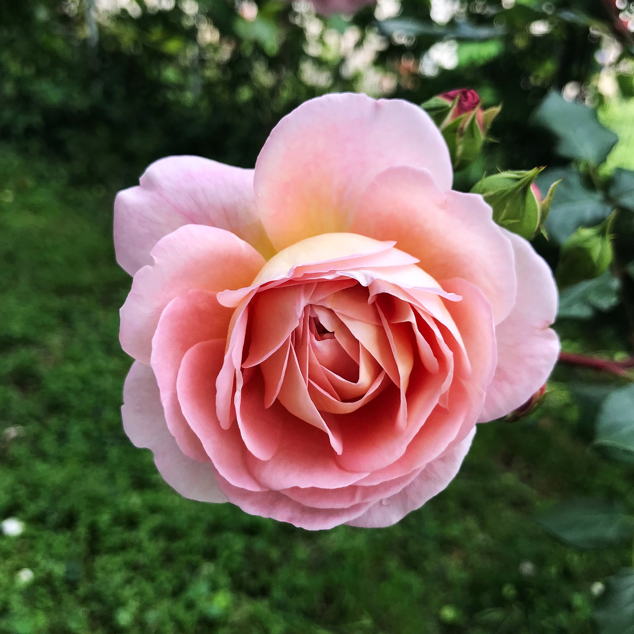 flowers  roses  pink rose free photo