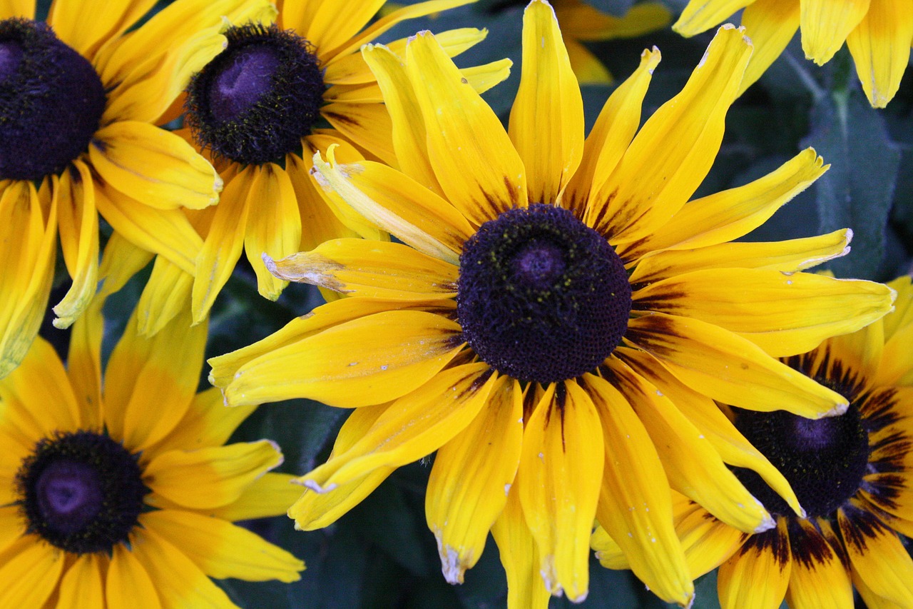 flowers  yellow  plant free photo