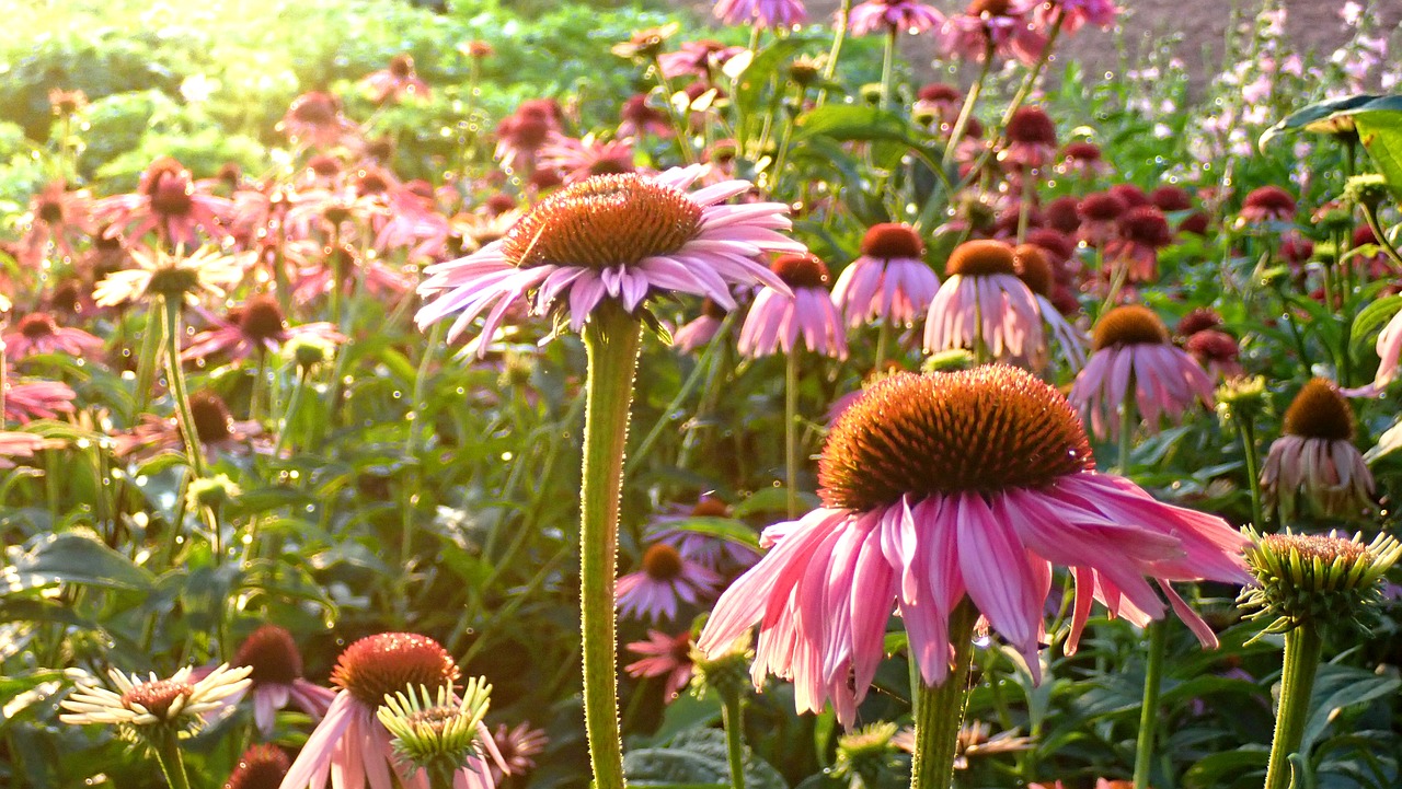 flowers  garden  pink free photo