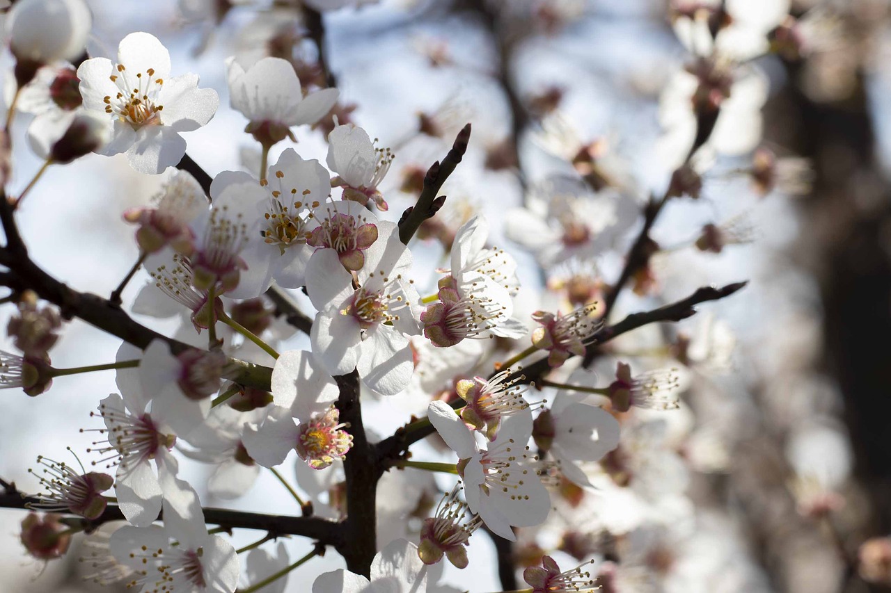 flowers  spring  flower free photo