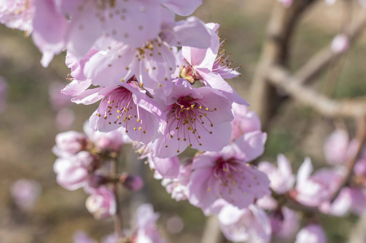 flowers  spring  flower free photo