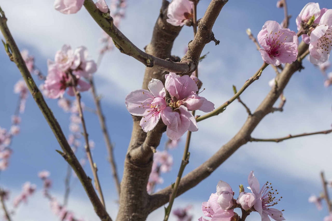 flowers  spring  flower free photo