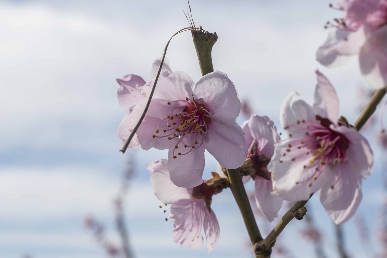 flowers  spring  flower free photo