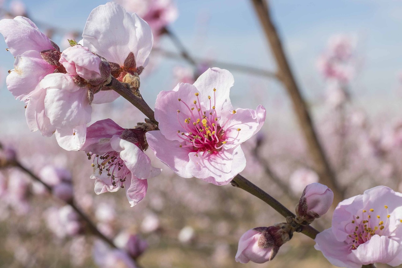 flowers  spring  flower free photo