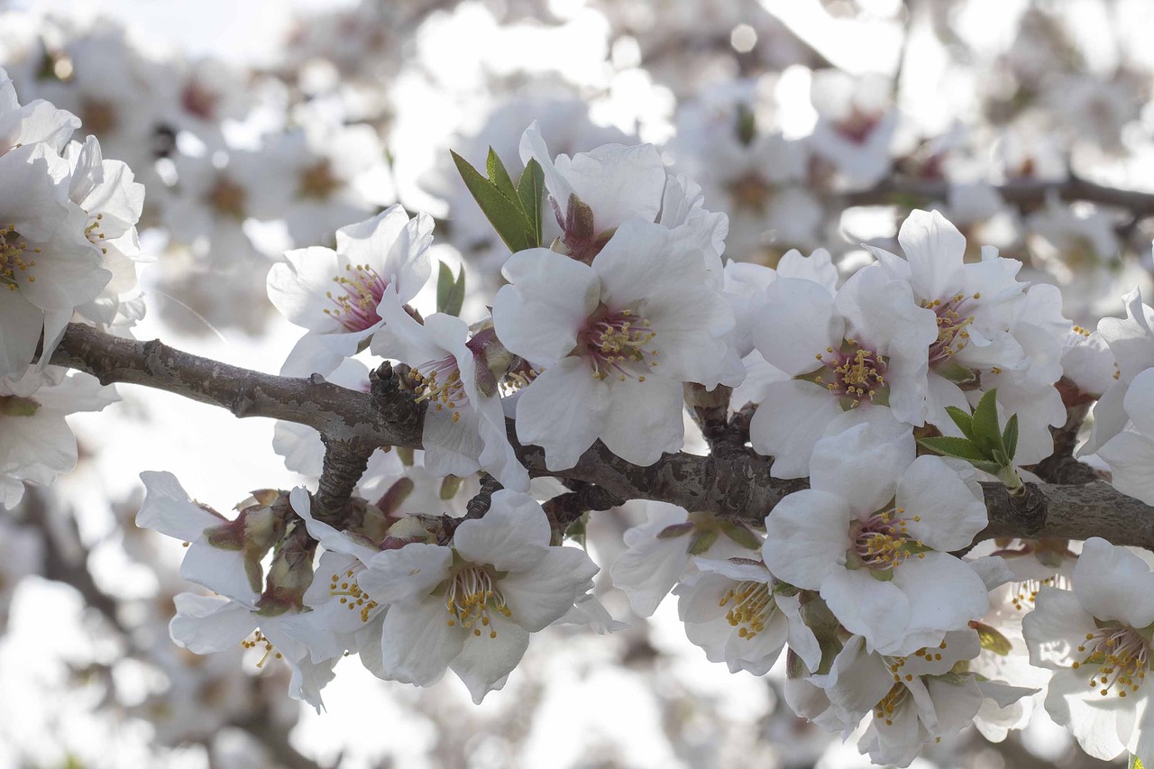 flowers  spring  flower free photo