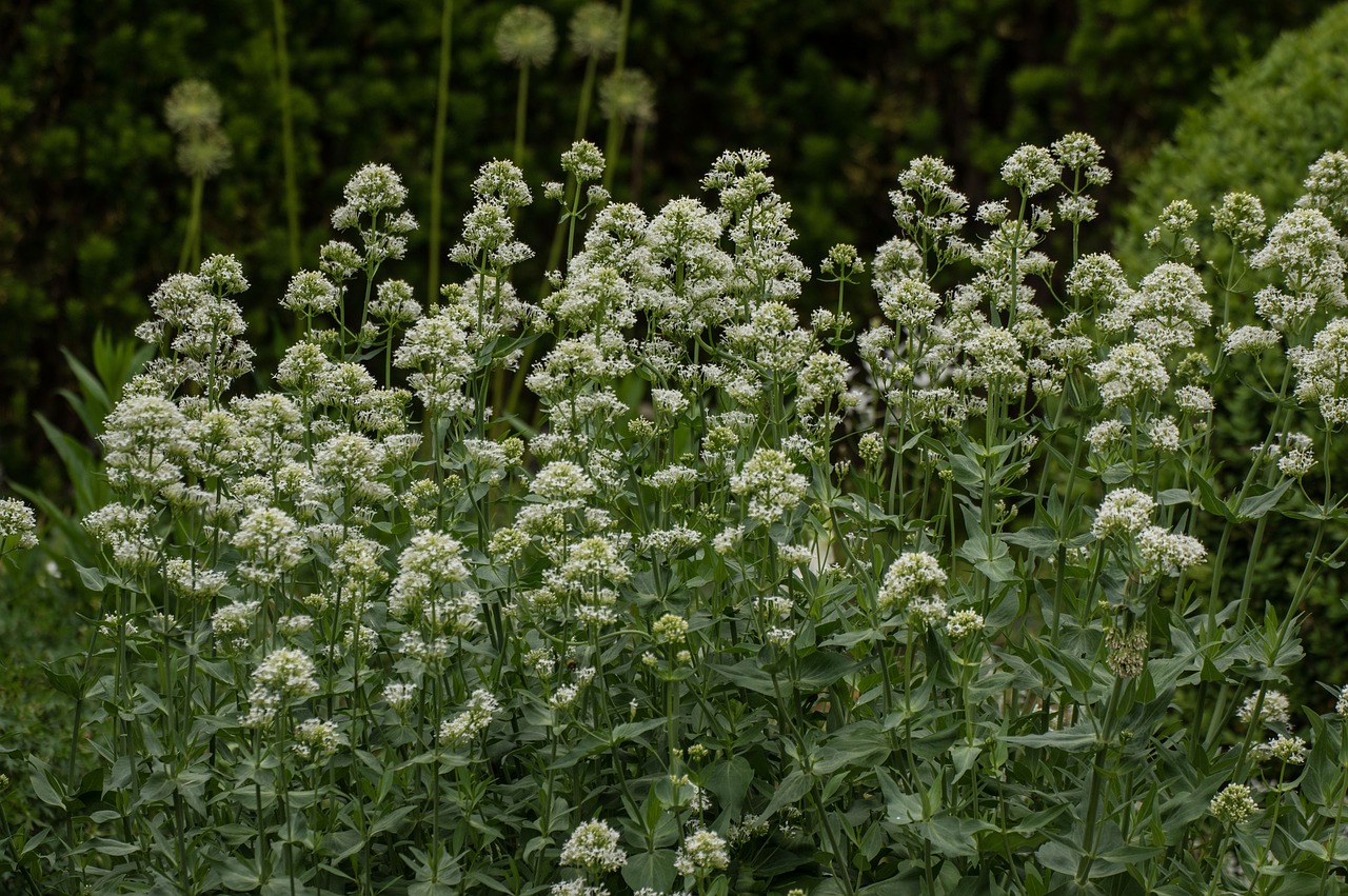 flowers  nature  flower free photo