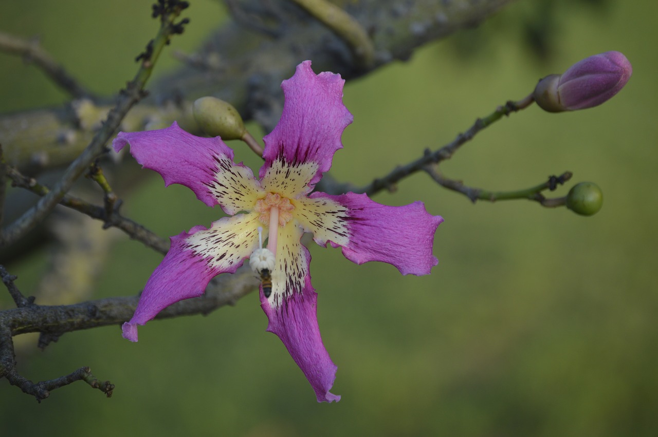 flowers  plant  botany free photo