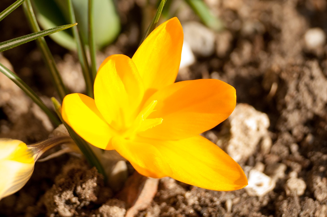 flowers  macro  plant free photo