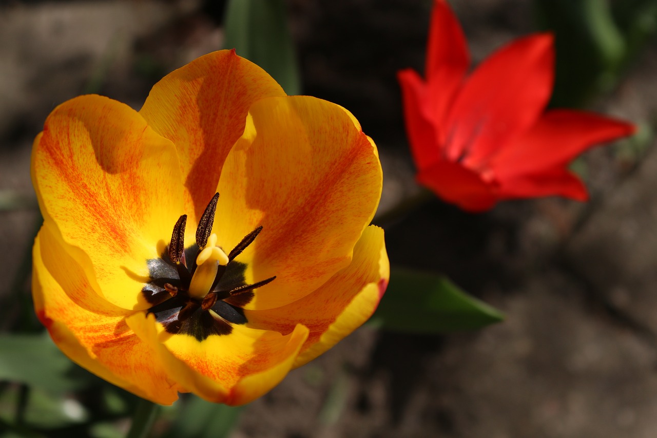 flowers  tulip  tulips free photo