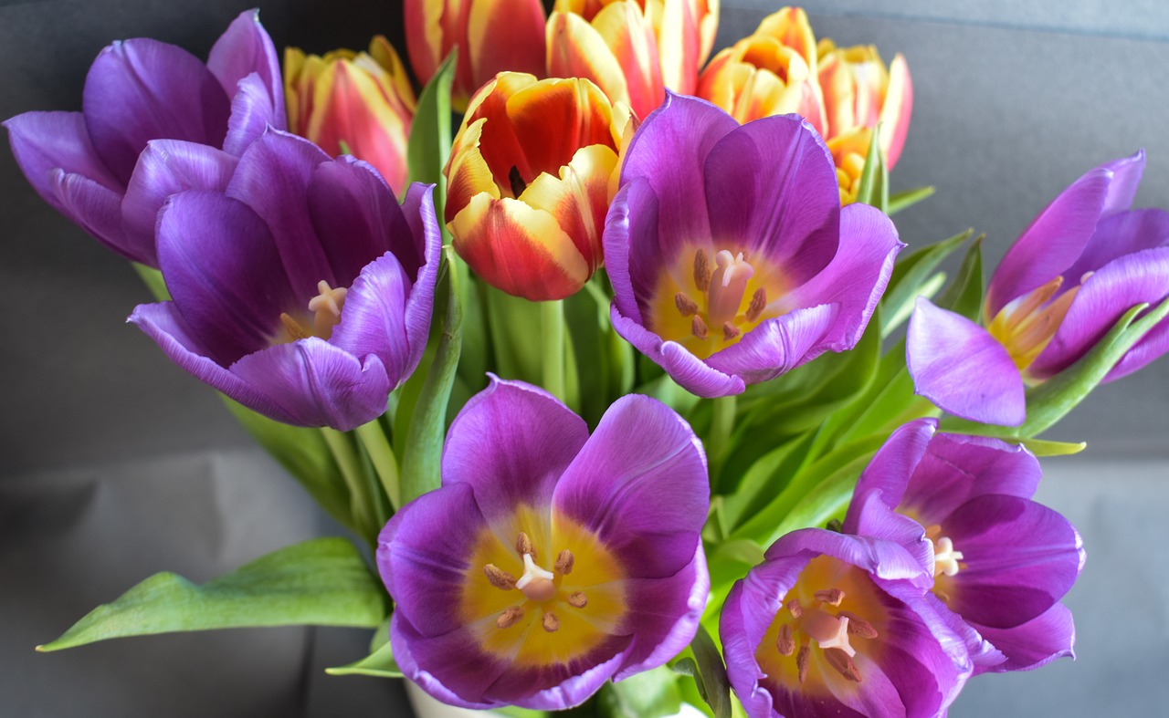 flowers  spring  tulip free photo