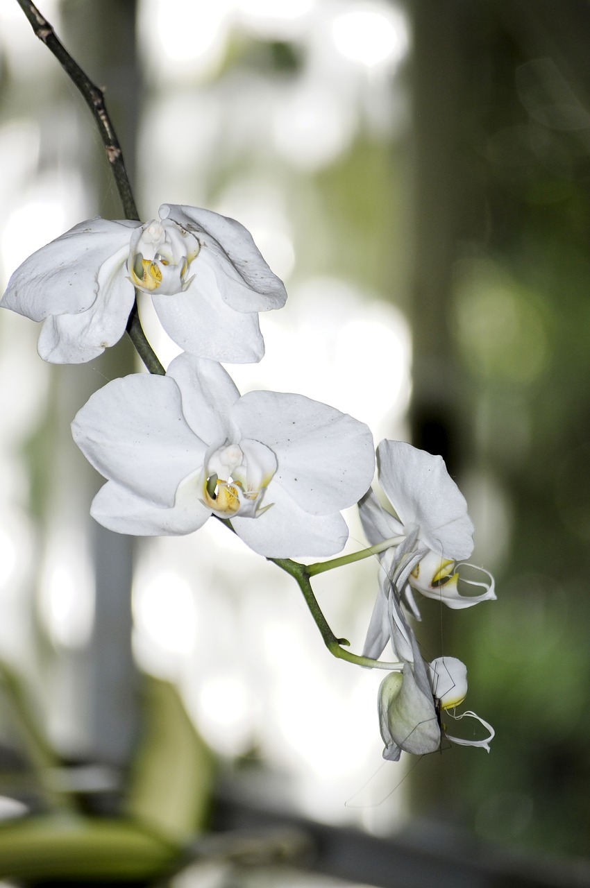 flowers  orchid  white free photo