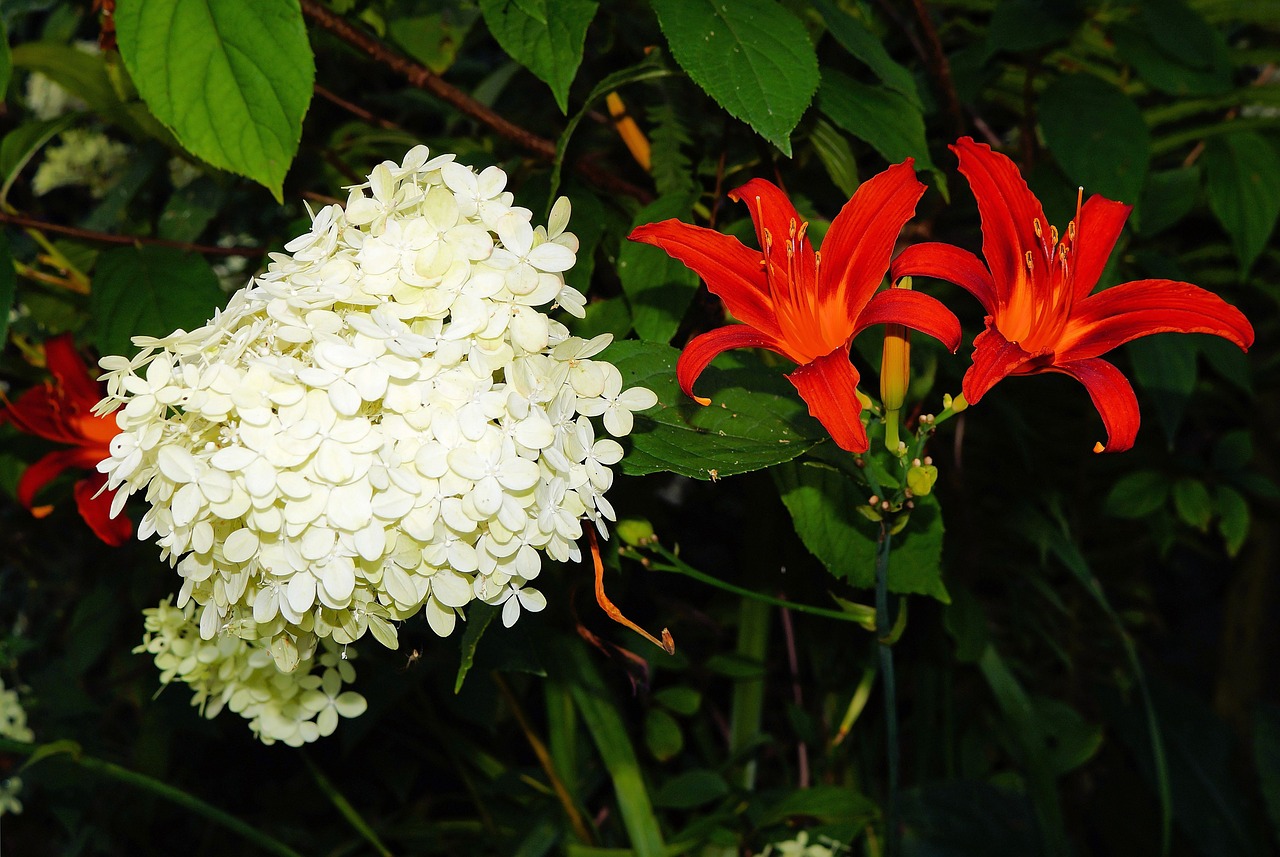 flowers red white free photo