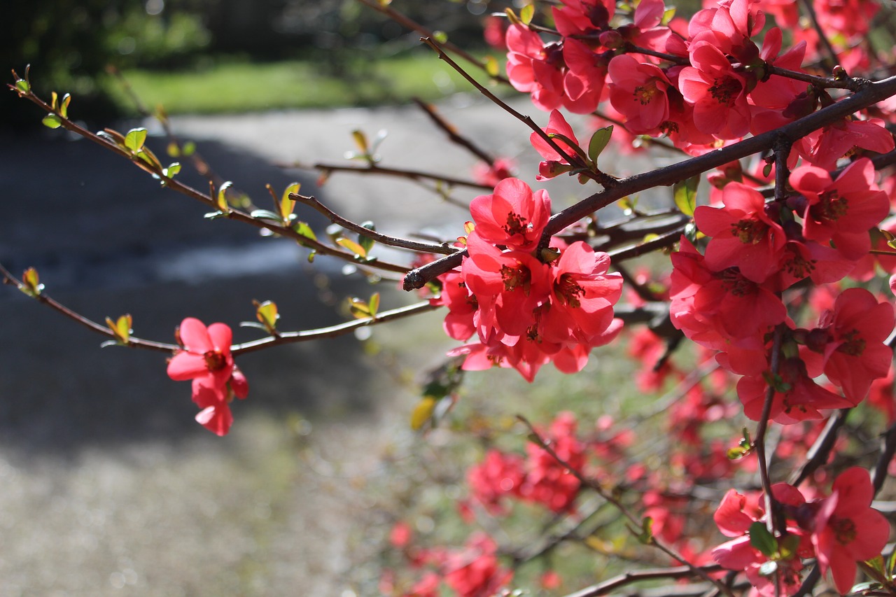 flowers  roses  cherry free photo