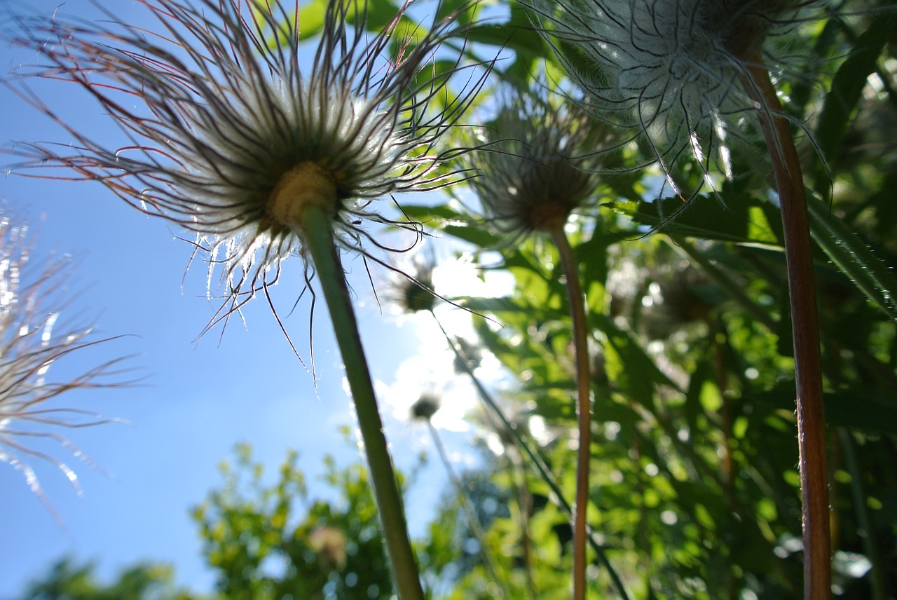 flowers  summer  nature free photo