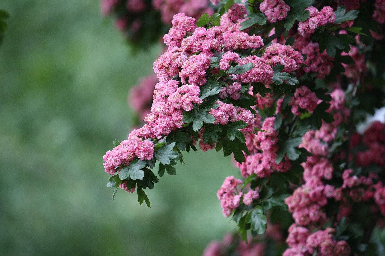 flowers  tree  pink free photo