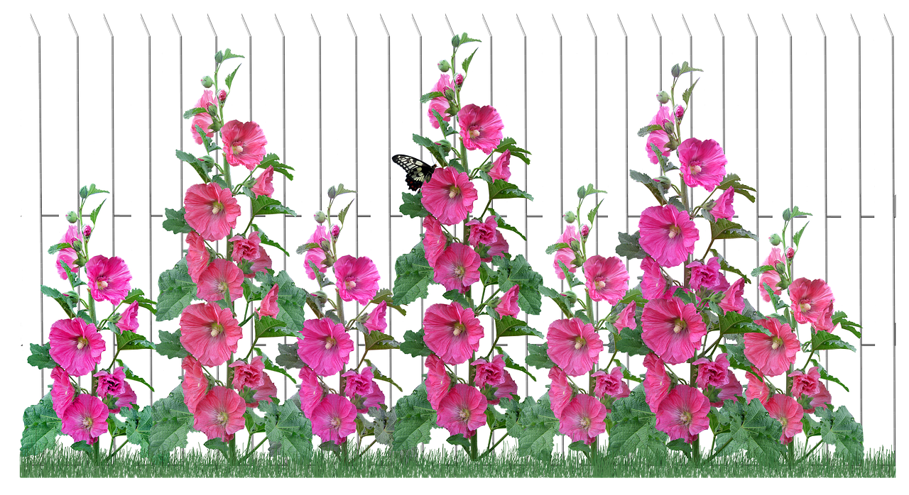 flowers  hollyhocks  picket fence free photo