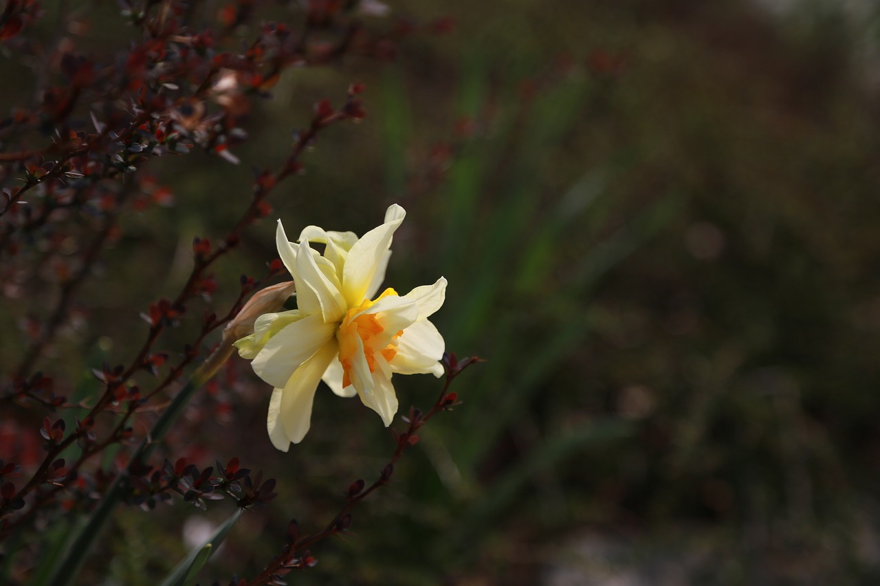 flowers  wildflower  plants free photo