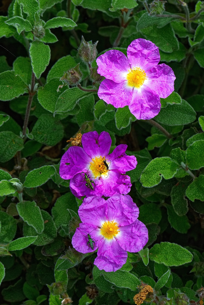 flowers  leaves  spring free photo