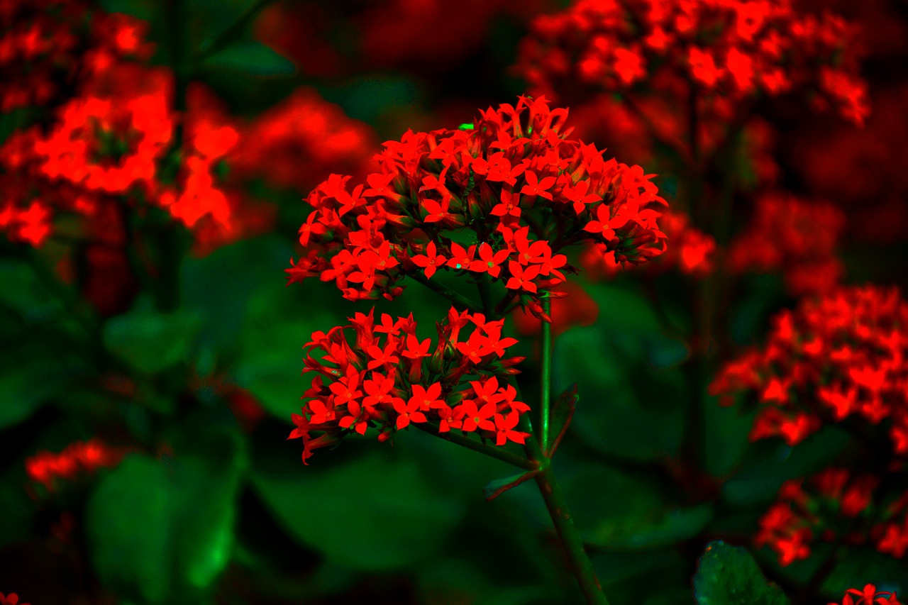 flowers  nature  blossom free photo