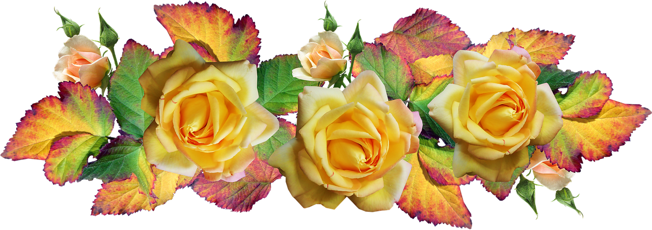 flowers  roses  autumn leaves free photo