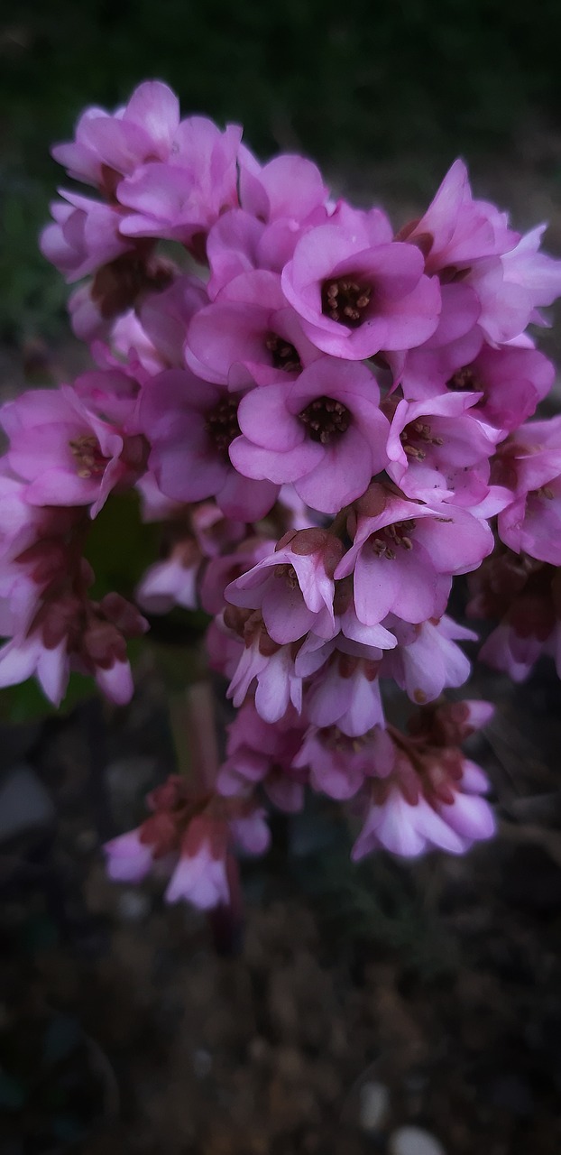 flowers  pink  petals free photo