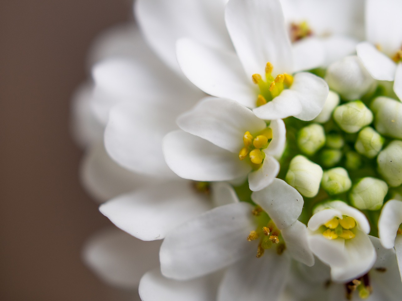 flowers  close up  white free photo