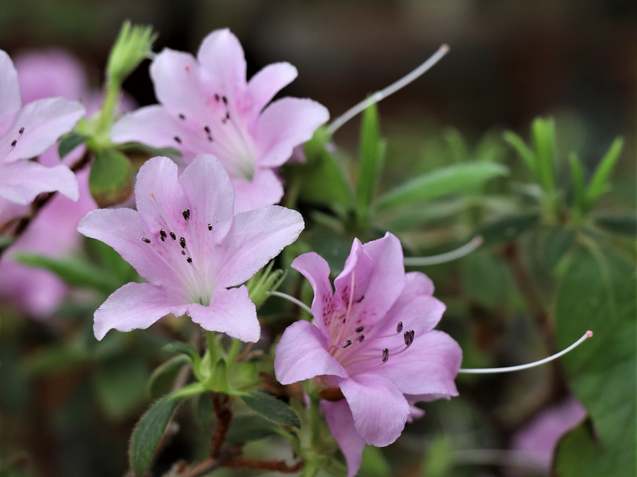 flowers  pink  garden free photo