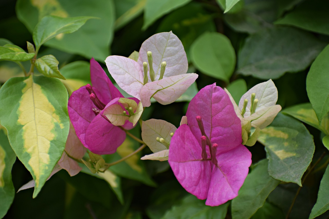 flowers  plant  nature free photo