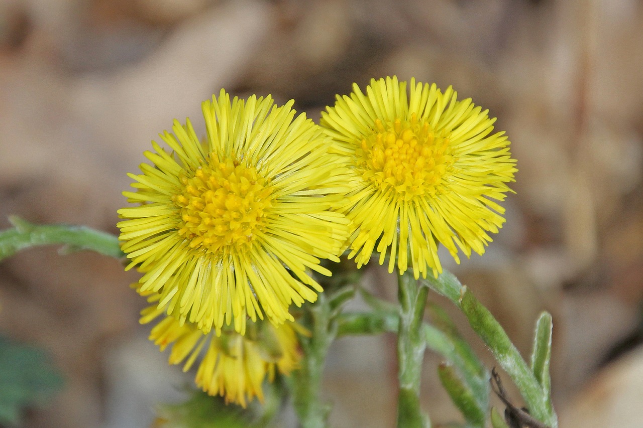 flowers  wildflowers  nature free photo