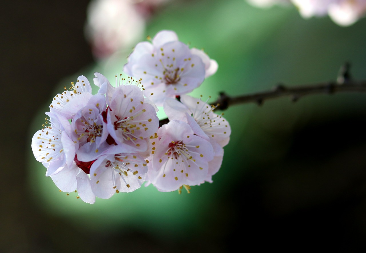 flowers  white  spring free photo