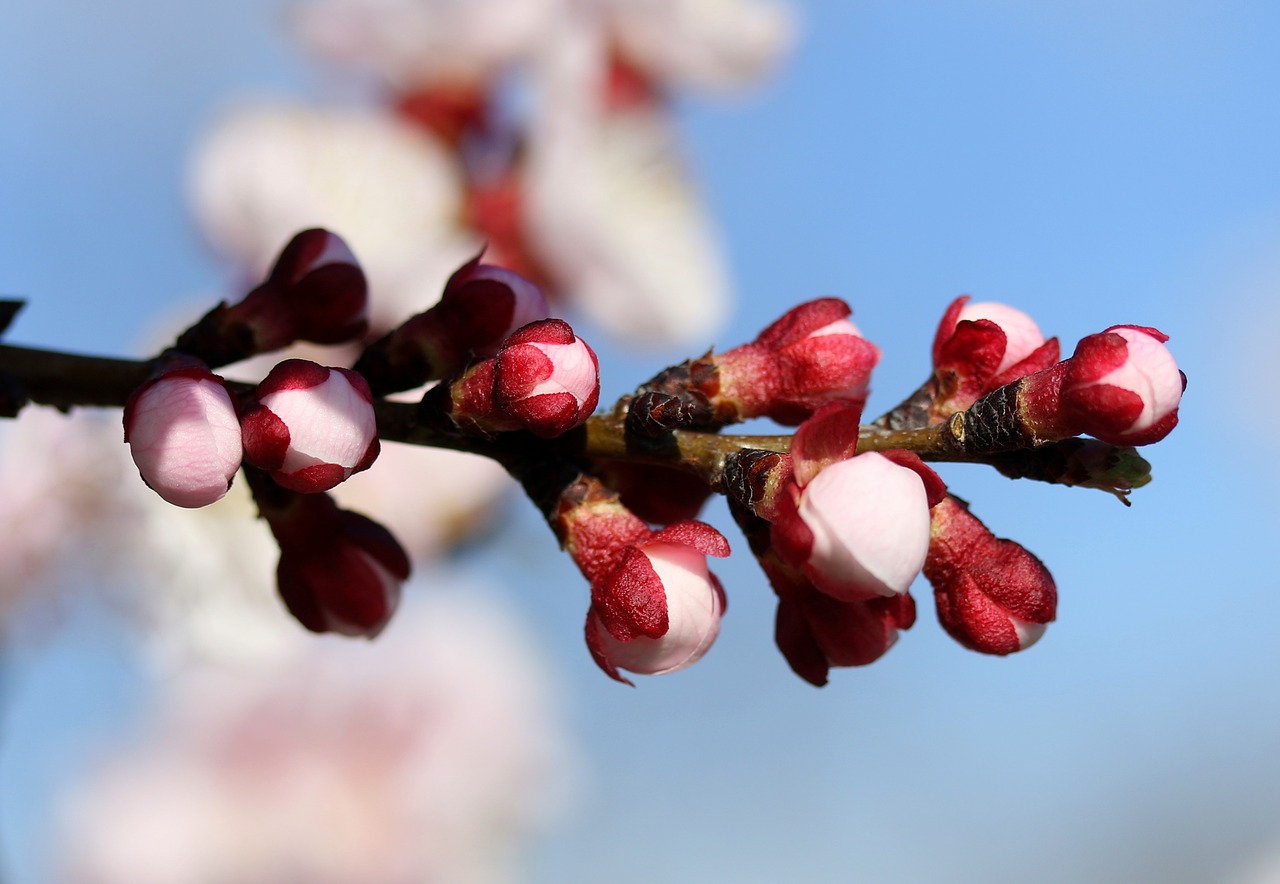 flowers  white  spring free photo