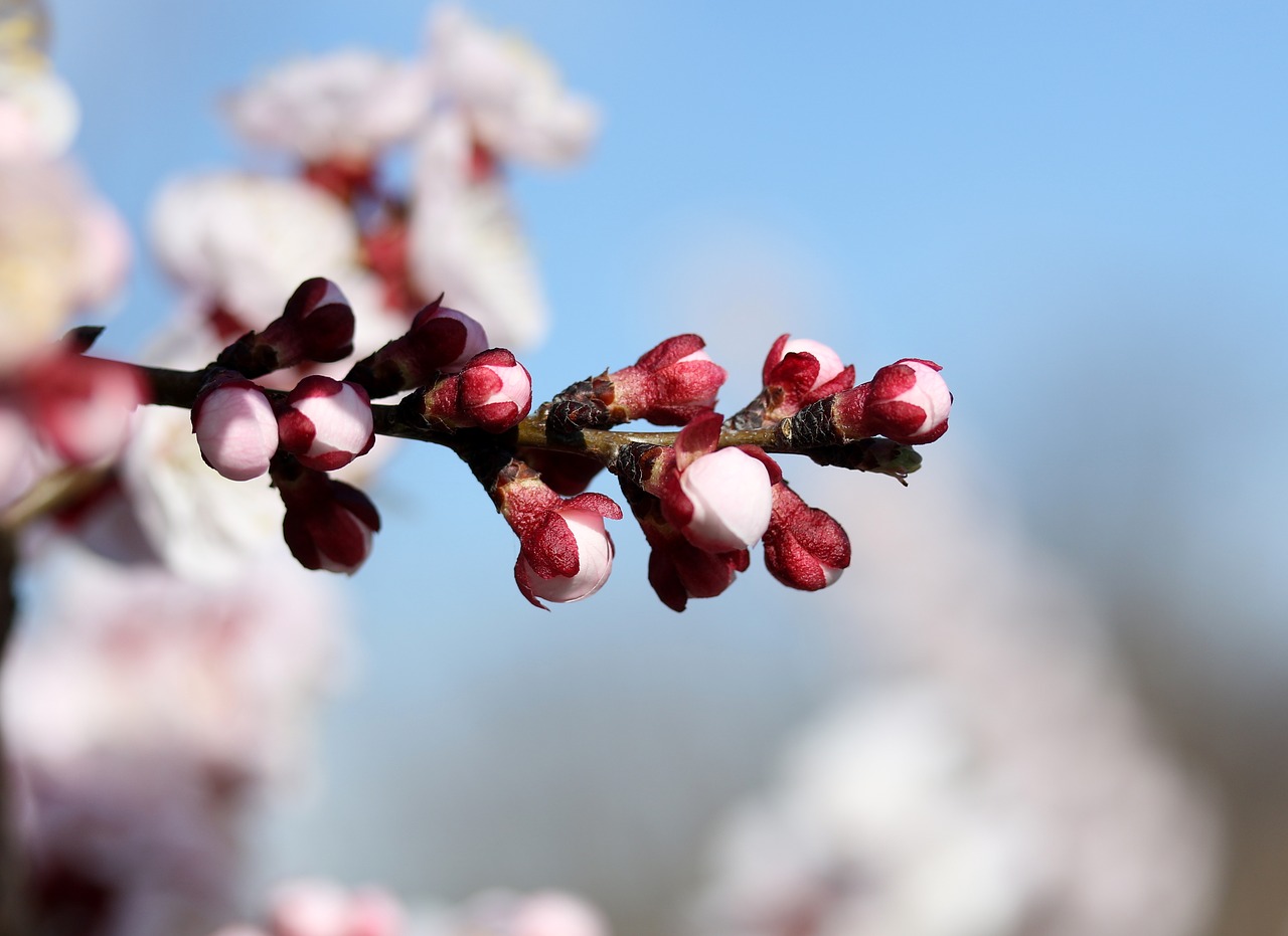 flowers  white  spring free photo