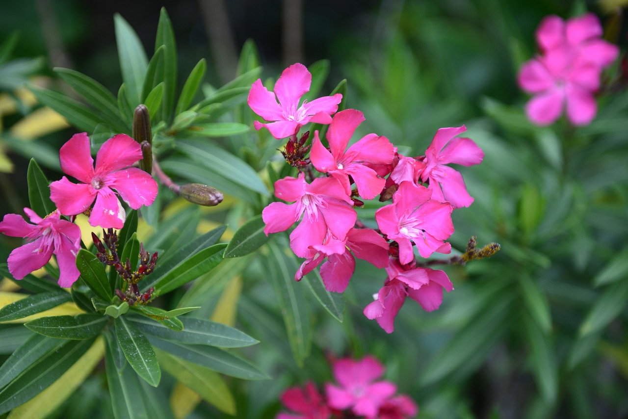 flowers  plant  nature free photo