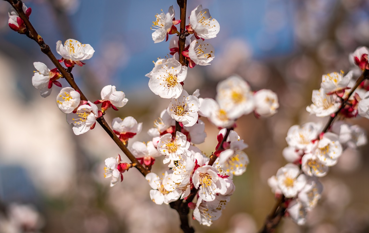 flowers  spring  apricots free photo