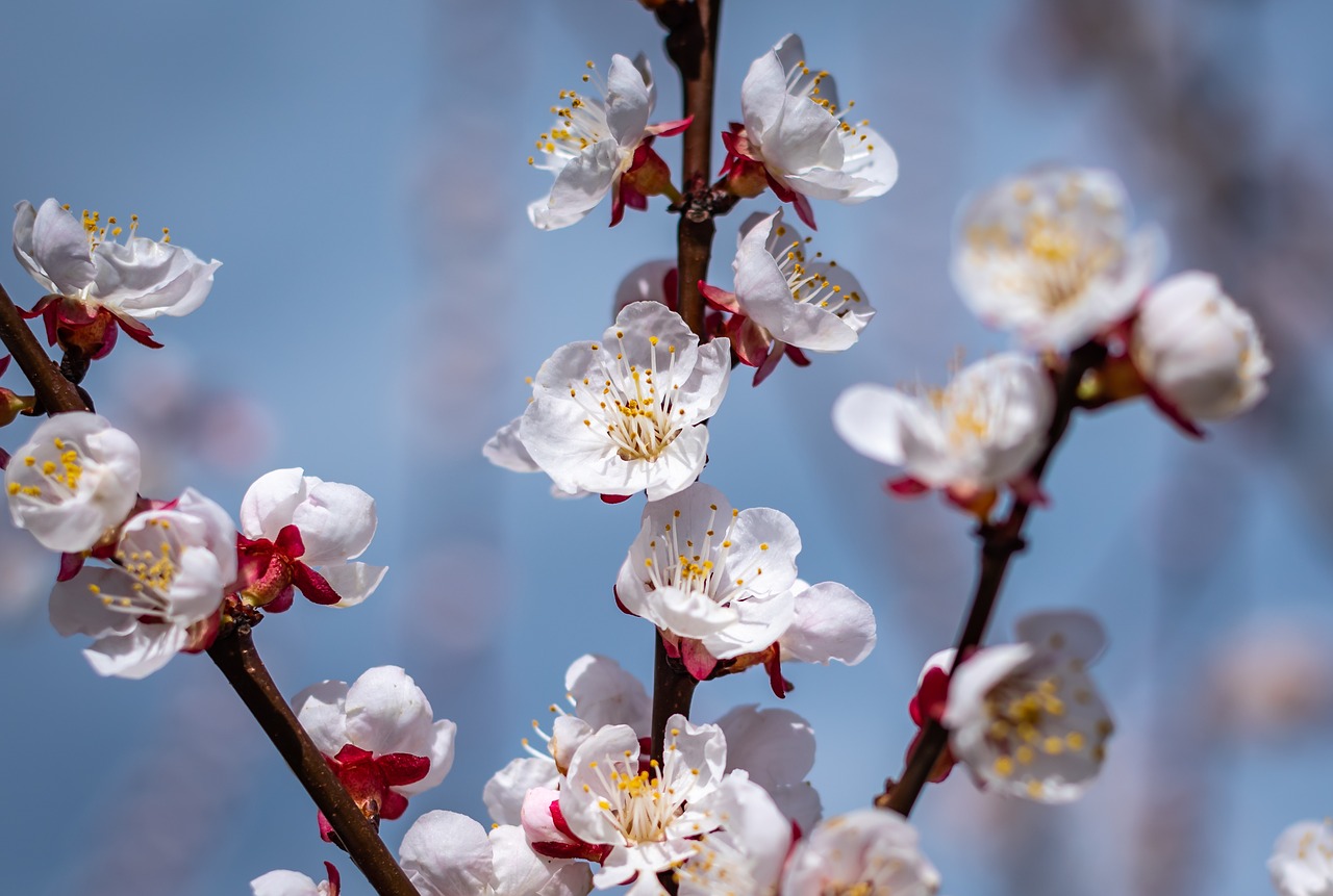 flowers  spring  apricots free photo