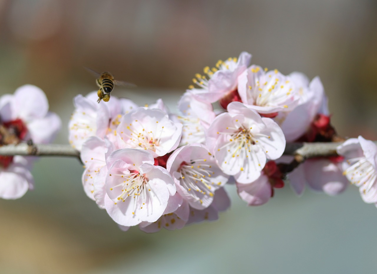 flowers  white  tree free photo