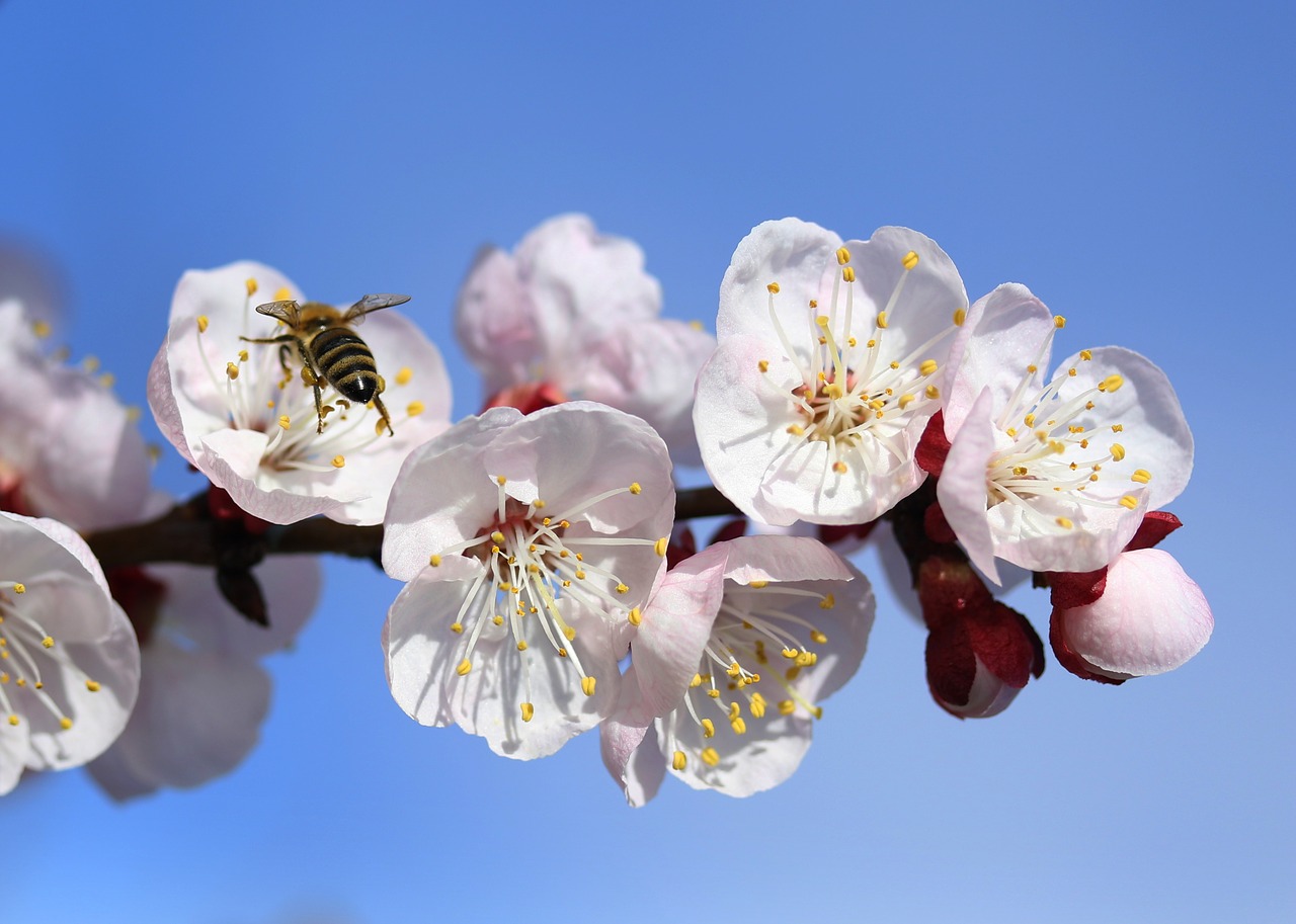 flowers  white  tree free photo