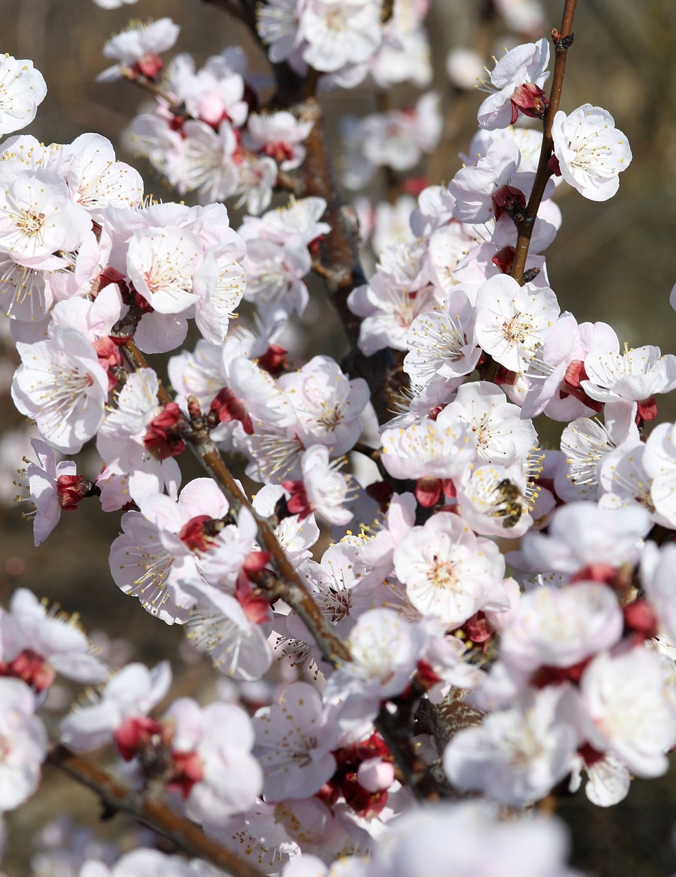 flowers  white  tree free photo