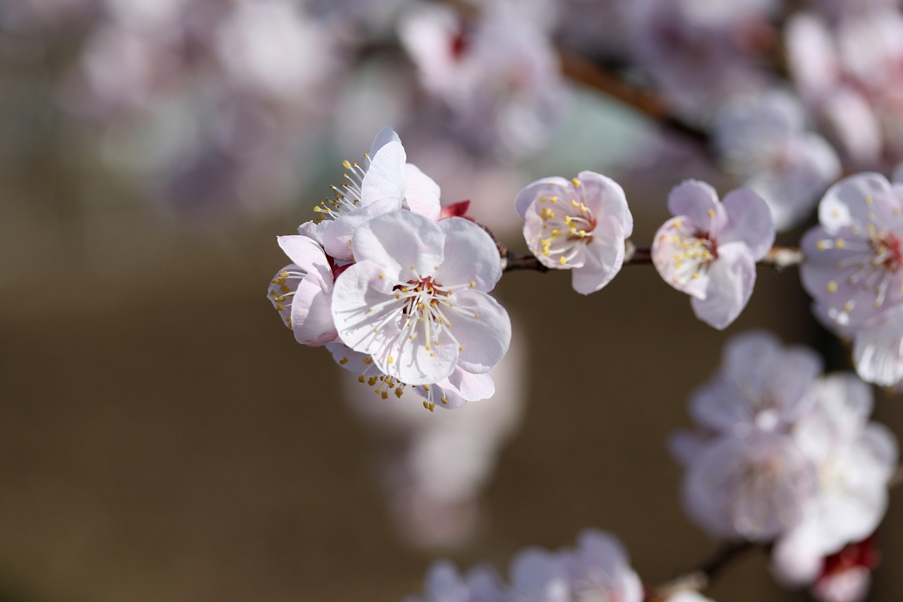 flowers  white  tree free photo