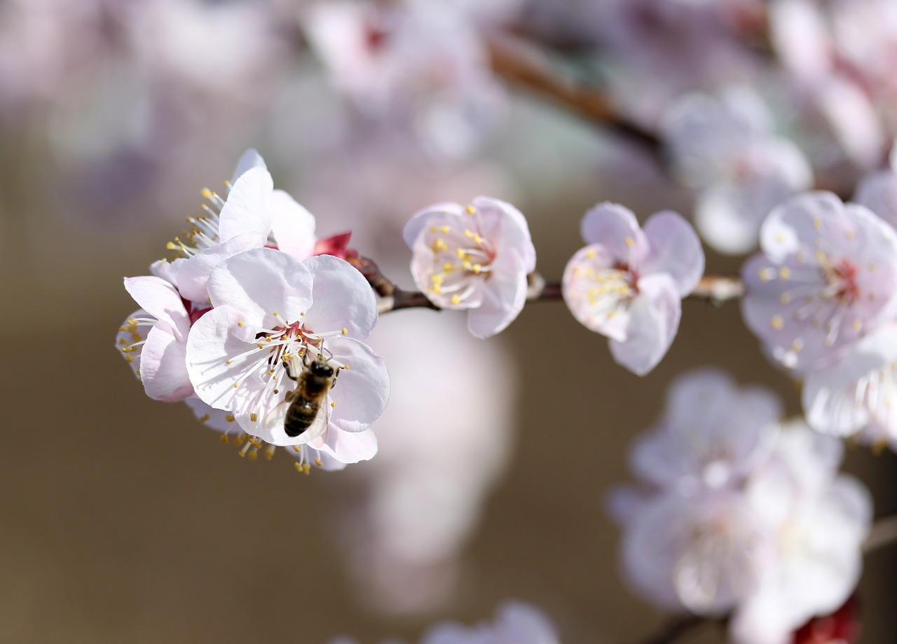 flowers  white  tree free photo