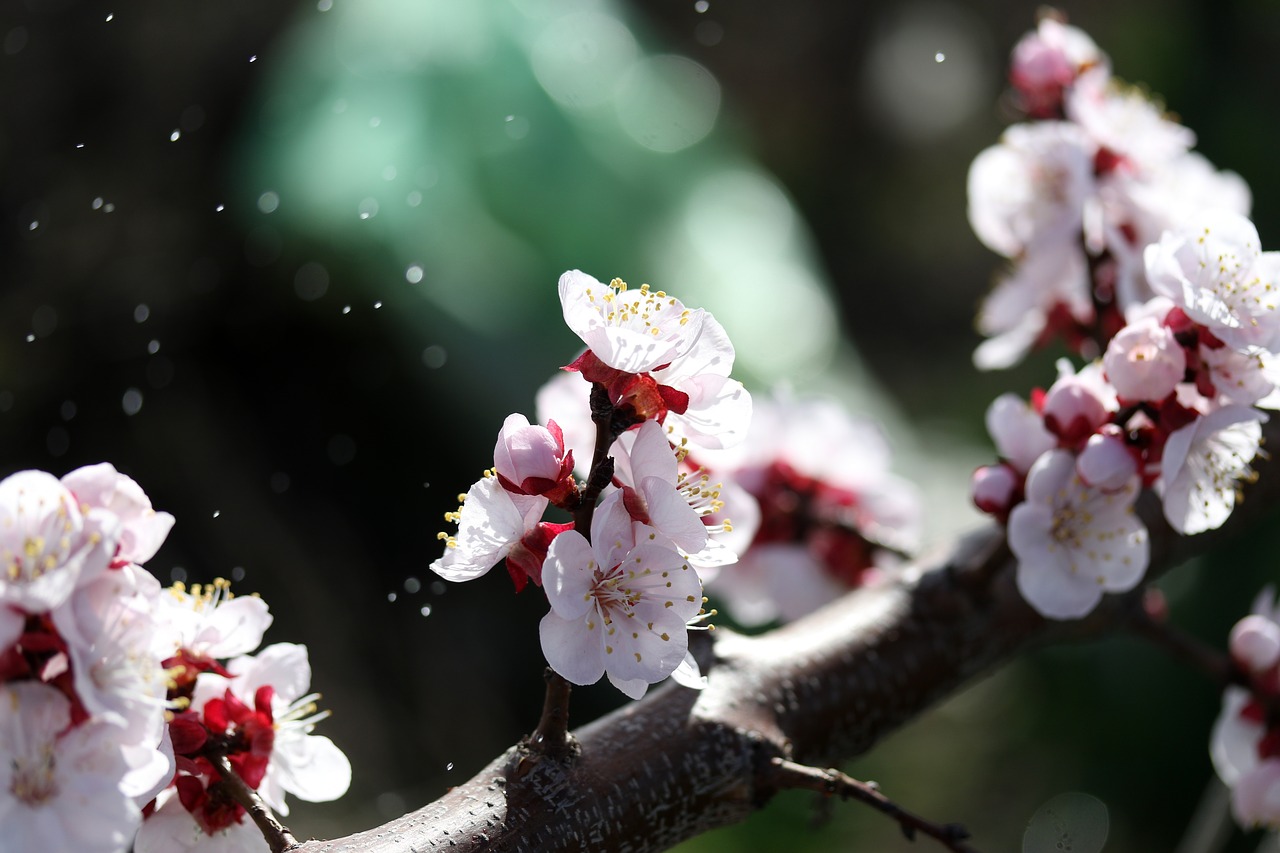 flowers  white  tree free photo