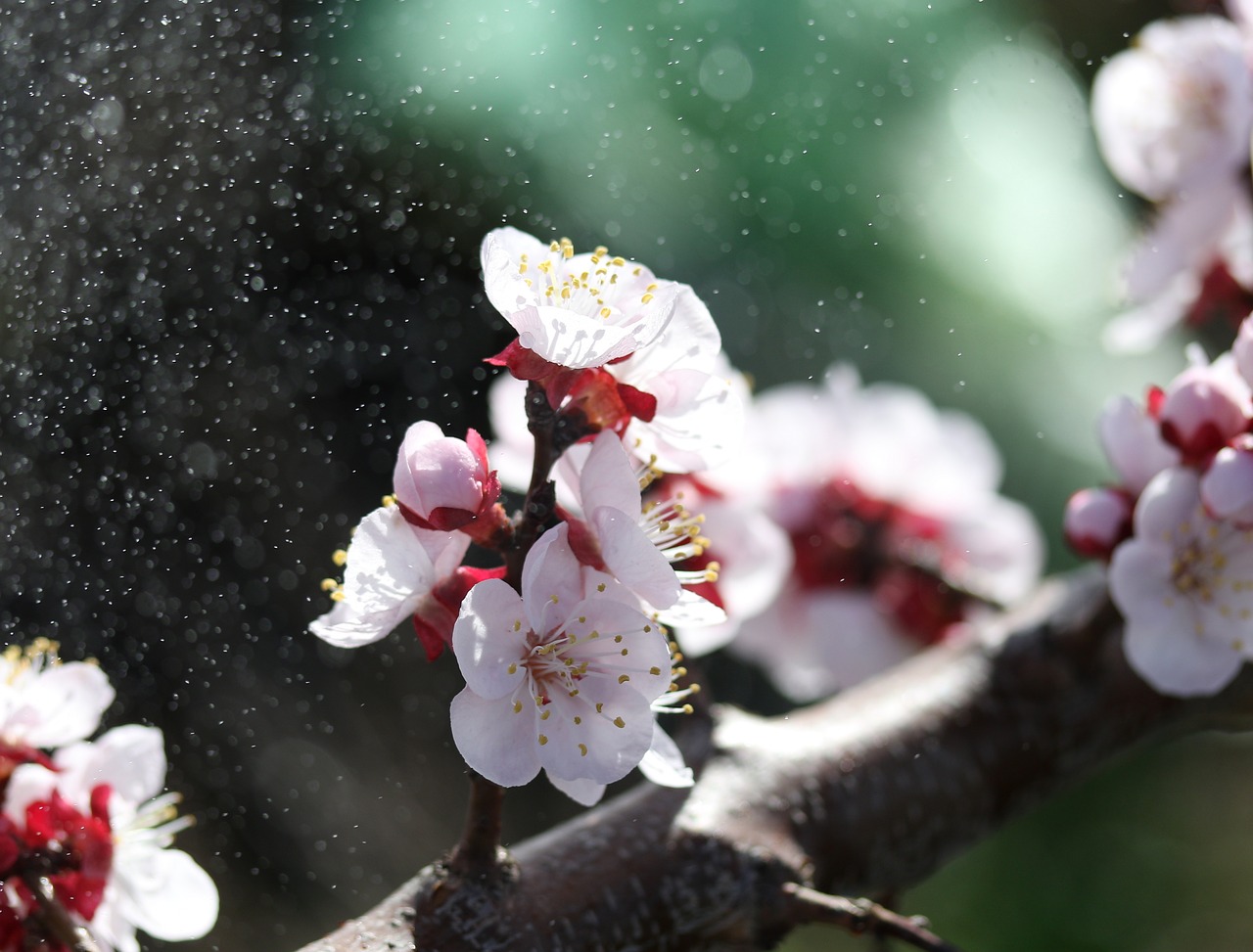 flowers  white  tree free photo