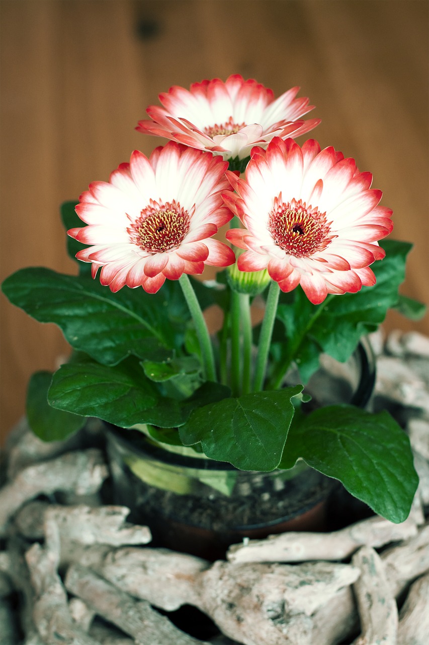 flowers  gerbera  spring flowers free photo