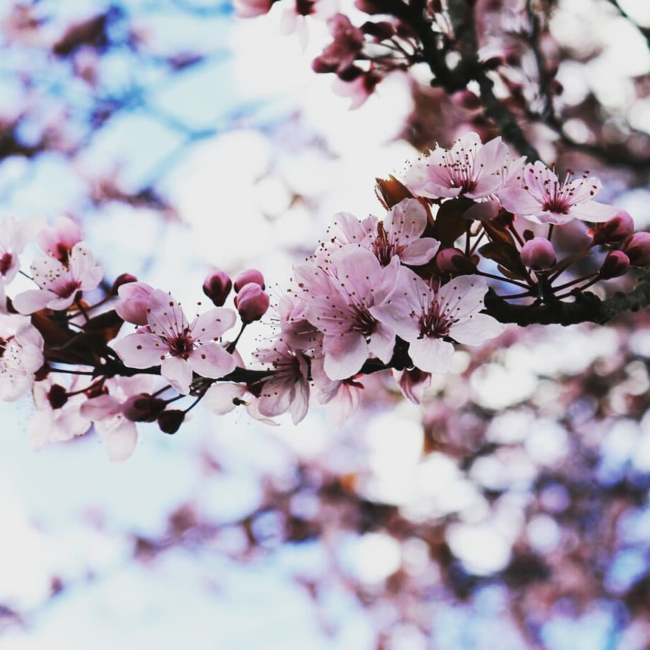 flowers  cherry blossoms  pink free photo