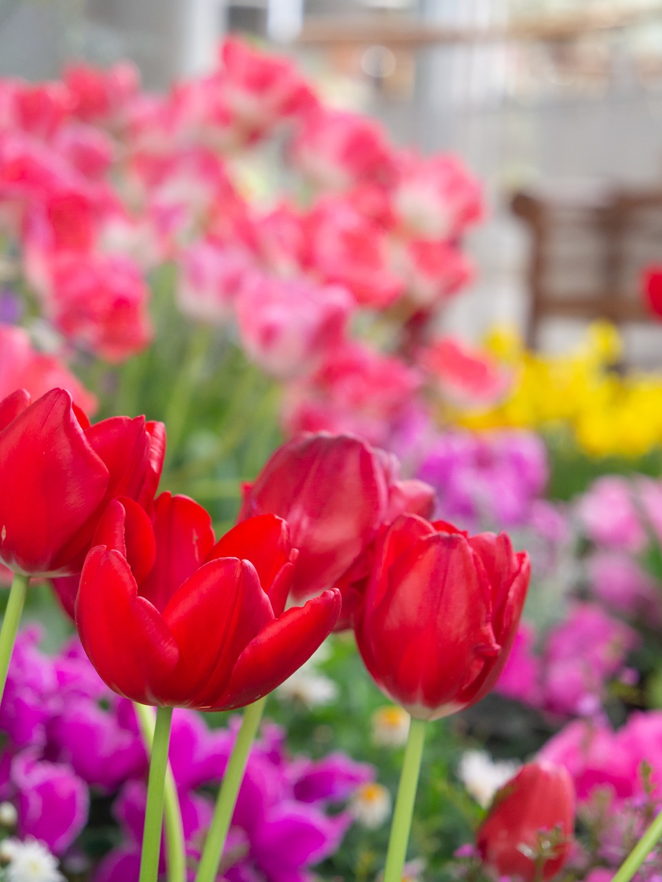 flowers  garden  flower bed free photo