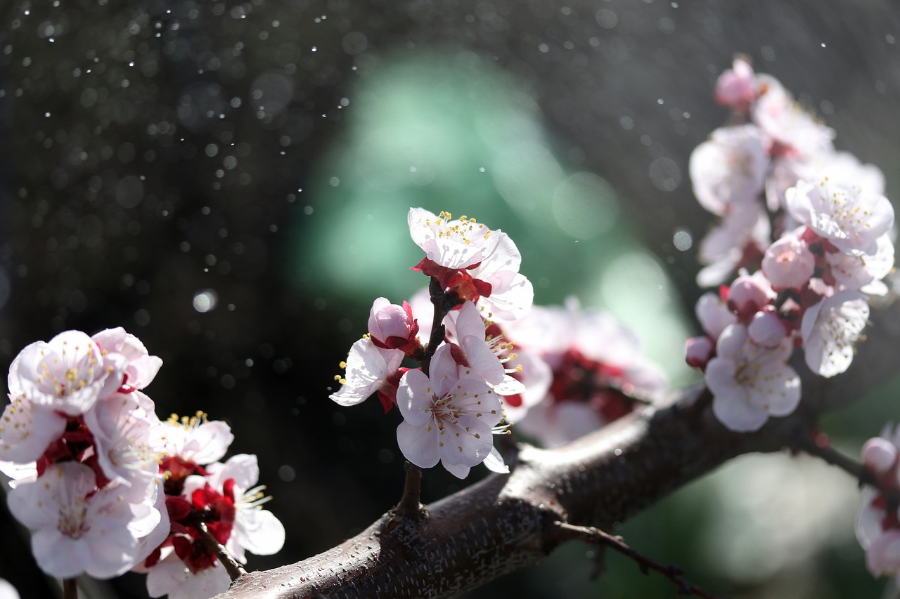 flowers  tree  white free photo