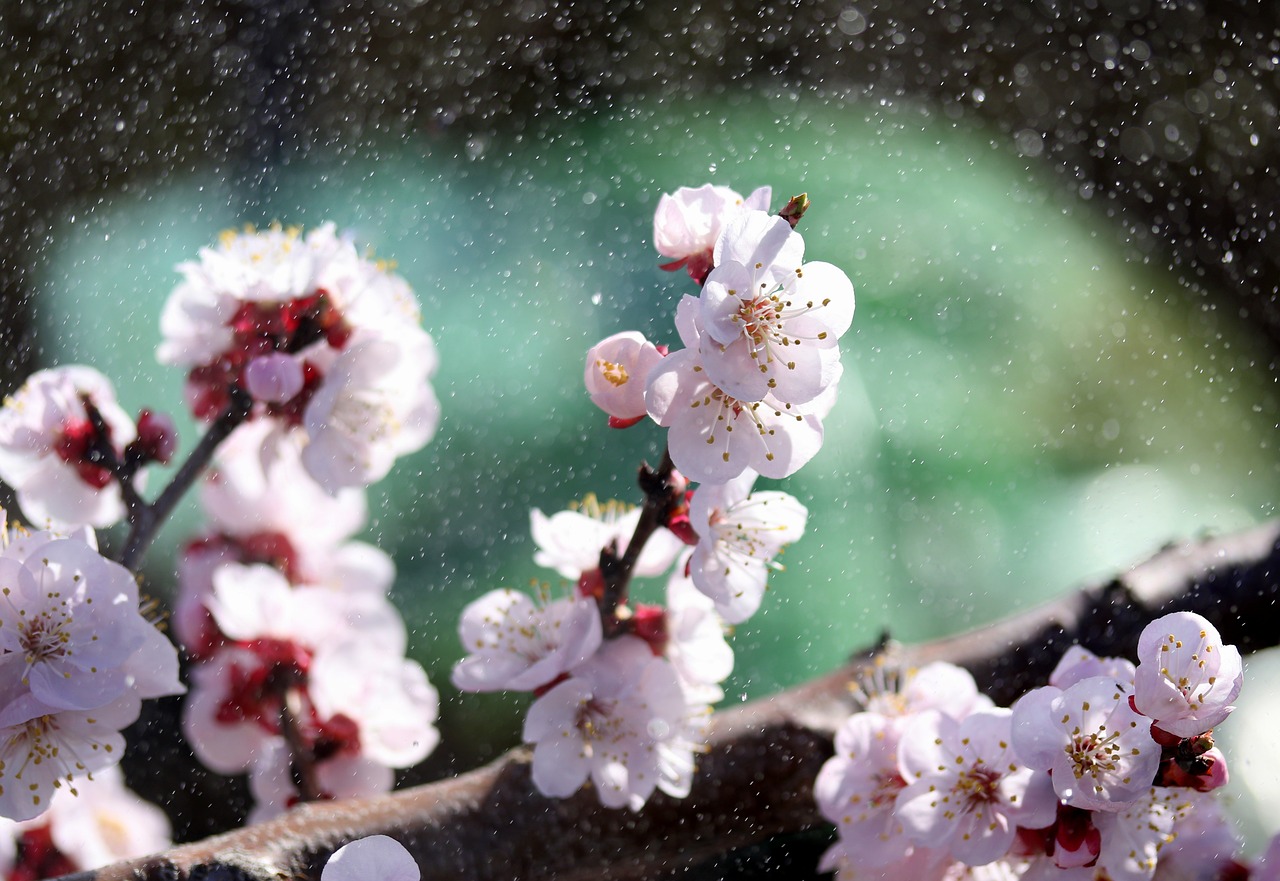 flowers  tree  white free photo