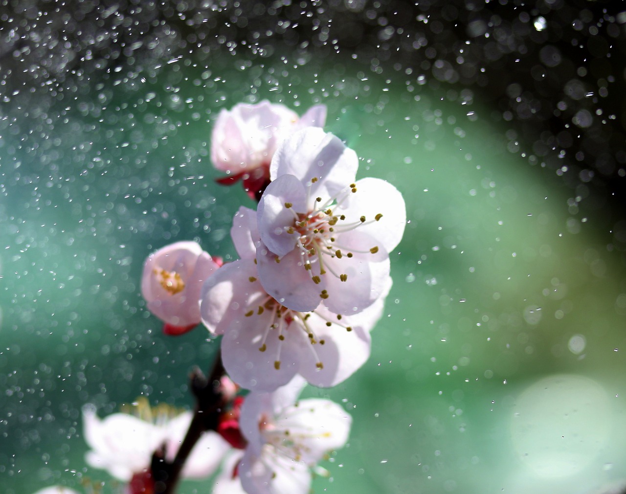 flowers  tree  white free photo