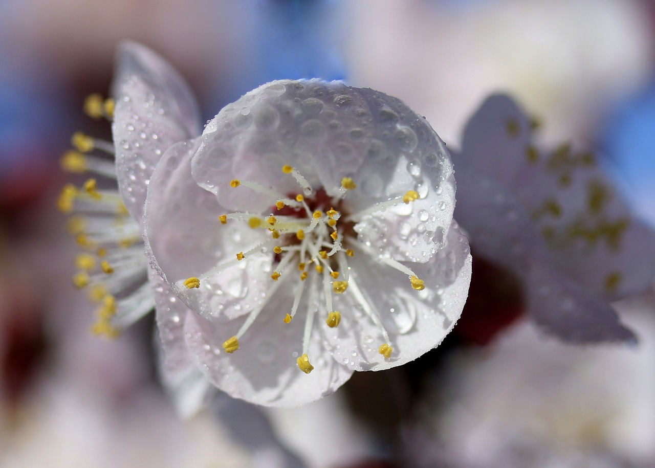 flowers  tree  white free photo